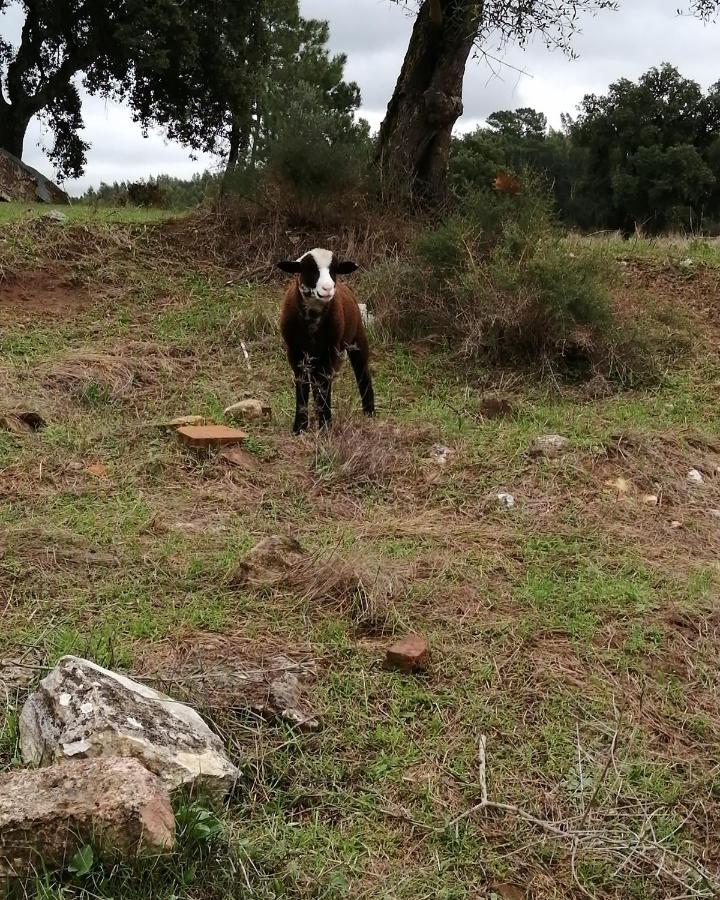 Turismo Rural Casa Da Ceu Amiais de Cima Eksteriør bilde